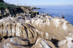 Pelicans At Lajolla Cove