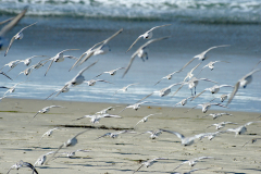 Birds Flying Away Torrey Pines Beach