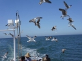 Sea Gulls Following The Fishing Boat For Scraps