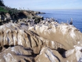 Pelicans At Lajolla Cove