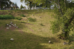 DSC07855