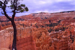 Bryce Canyon Tree