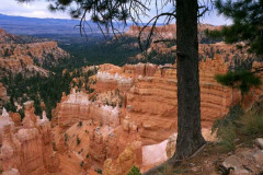 Bryce Canyon Tree Squirl