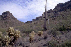 Tucson Cactus01