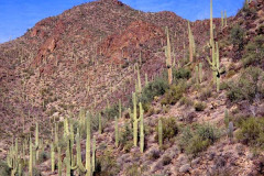 Tucson Cactus02