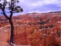 Bryce Canyon Tree