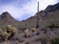 Tucson Cactus01
