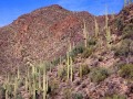 Tucson Cactus02