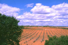 The Plain In Spain