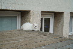 DSC00502