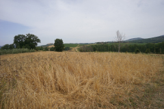 DSC03350