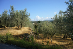 DSC03551