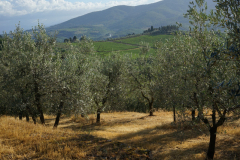 DSC03552