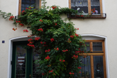 DSC05023