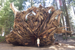 Giant Sequoia Root