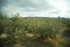 DSC03364