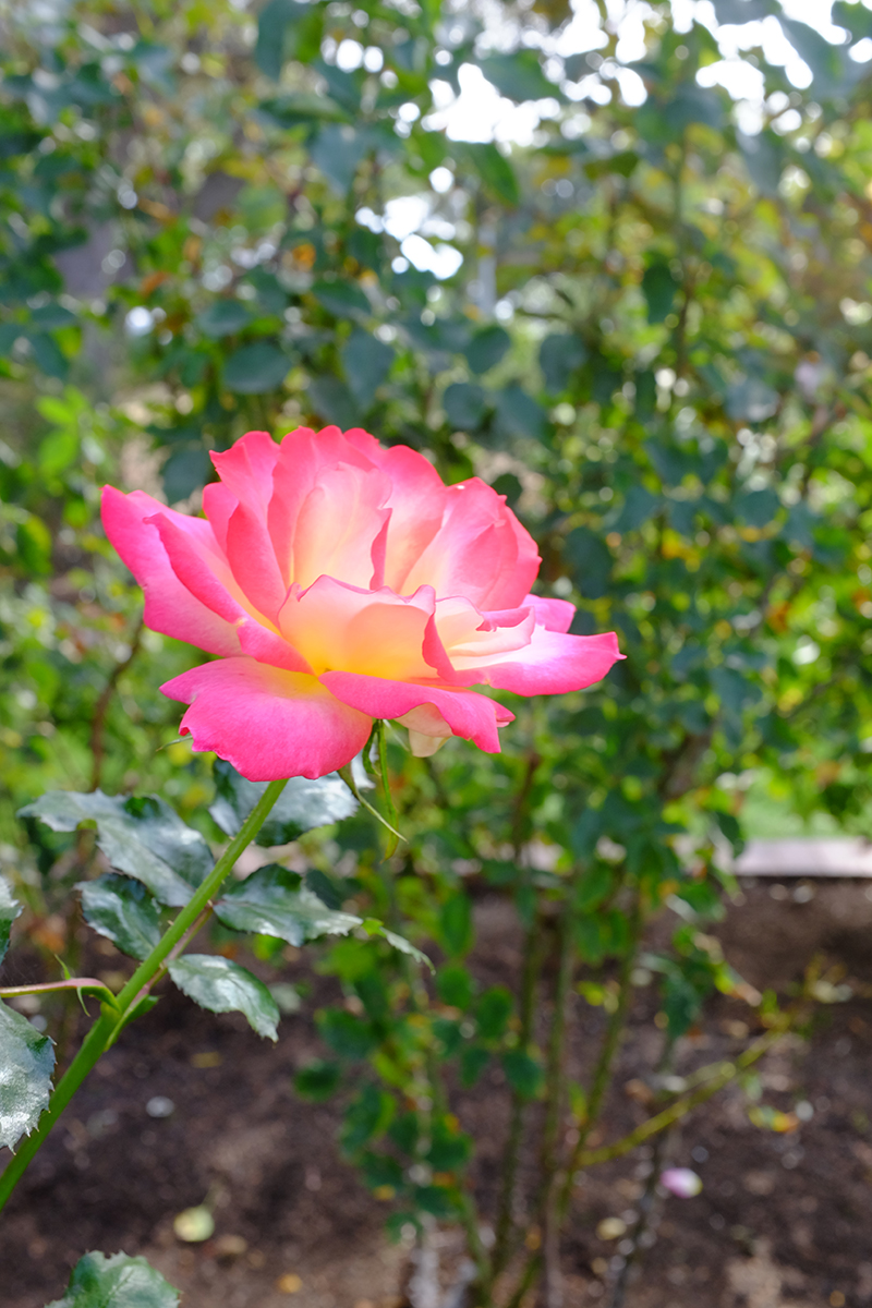 Roses In Balboa Park Still Blooming