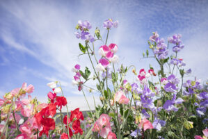 Carlsbad Flowers Blooming