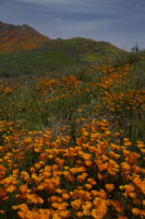 Added California Poppies Gallery To Nature Album