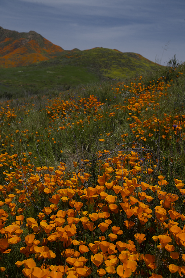 Added California Poppies Gallery To Nature Album